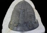 Zlichovaspis Trilobite - Great Eye Facets #36410-2